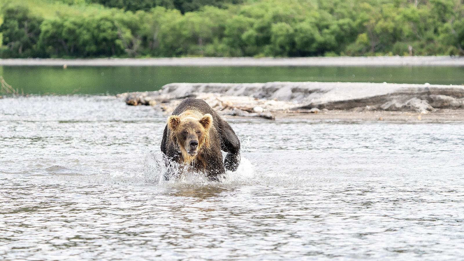 Brown bear fishing at Kurile Lake